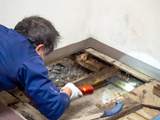 Best Mold Removal Process  in Hardeeville, SC