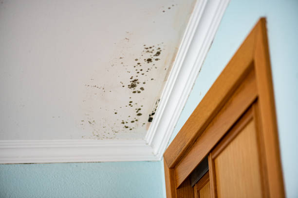 Mold Removal Process in Hardeeville, SC