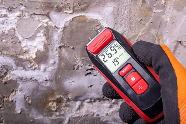 Best Black Mold Removal  in Hardeeville, SC
