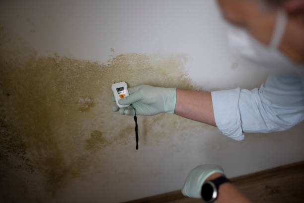 Best Office Mold Removal Services  in Hardeeville, SC