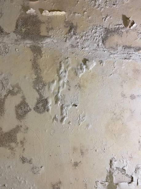 Mold Testing and Removal in Hardeeville, SC