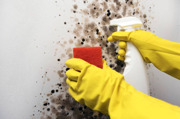 Best Mold Removal Company Near Me  in Hardeeville, SC