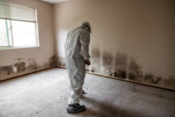 Best Emergency Mold Removal  in Hardeeville, SC