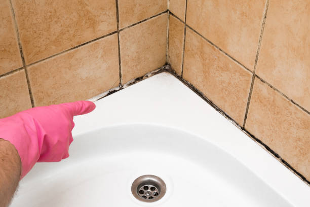 Crawl Space Mold Removal in Hardeeville, SC